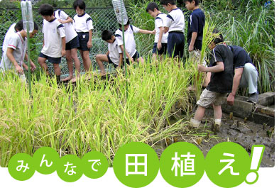 小学校での田植え