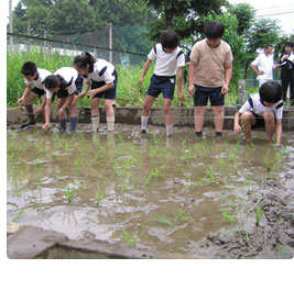 小学校での田植え