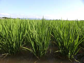 山田錦のイメージ