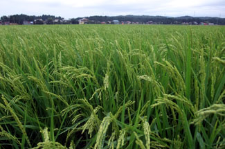 山田錦のイメージ