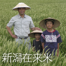 新潟在来米